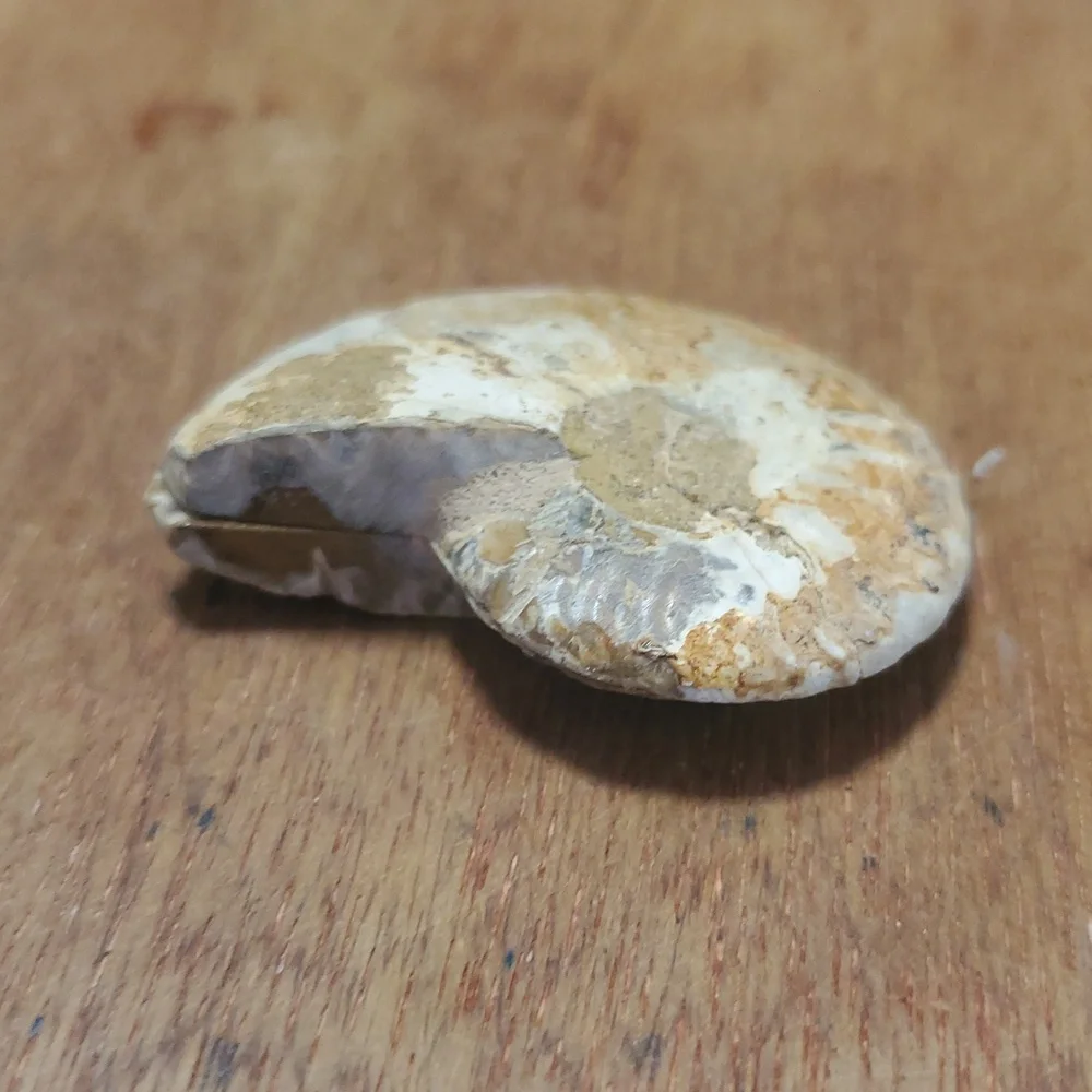 Ammonite Fossil Halves – Polished Interior GS